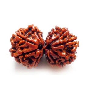 1 Mukhi to 13 mukhi All Rudraksha