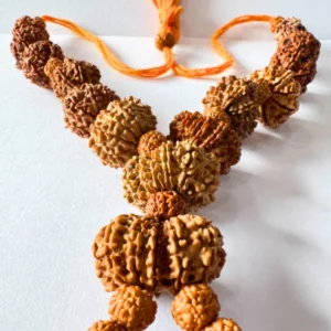 1 Mukhi to 13 mukhi All Rudraksha
